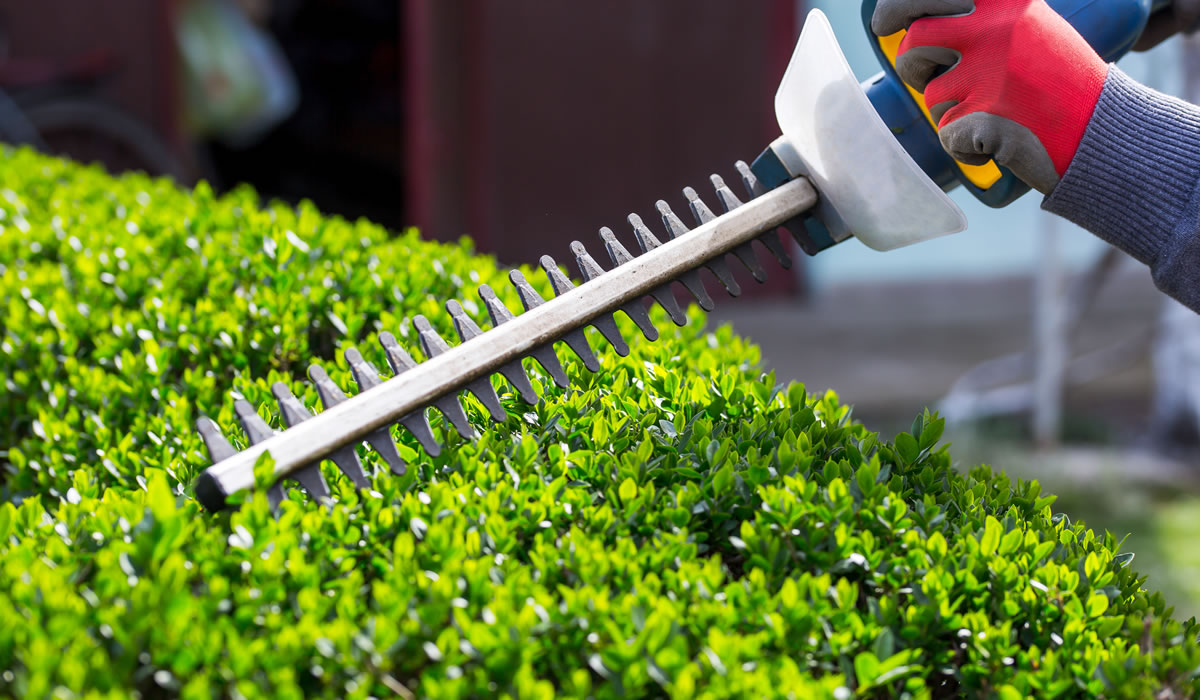 垣根・生垣の剪定