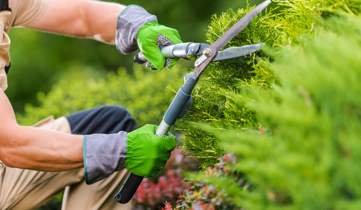 造園業者・植木屋・庭師