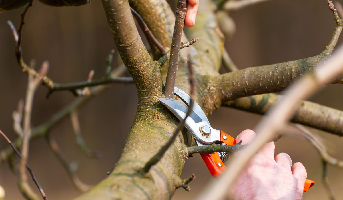 庭木・植木の剪定