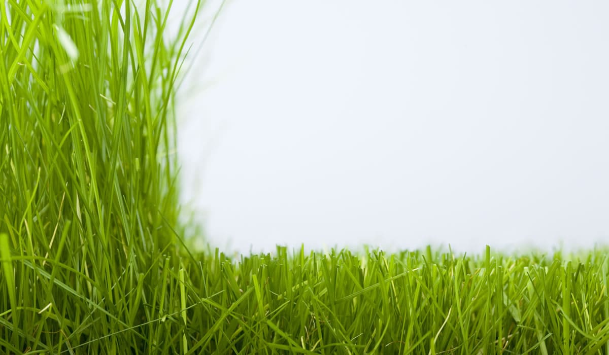 草刈り・芝刈り・除草