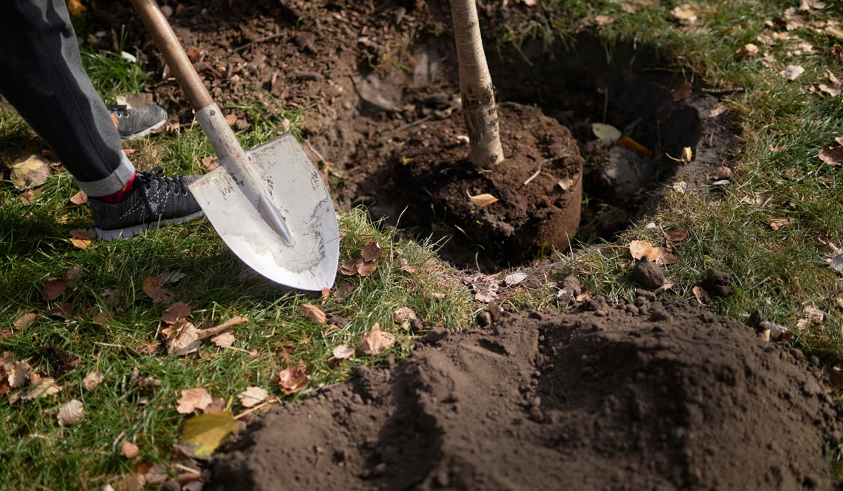 庭木・植木の移植・植替