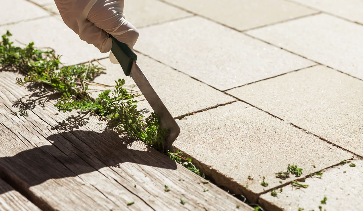 草むしり・草取り